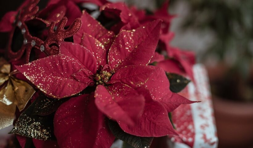 Poinsettia